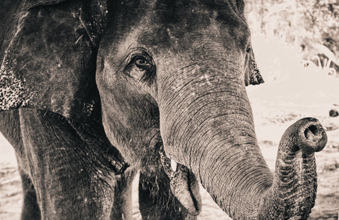 beautiful-black-and-white-image-of-an-elephant
