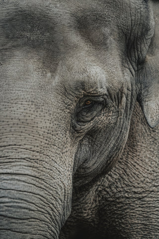 Close Up of Indian Elephant -- Photo by Cristofer Jeschke
