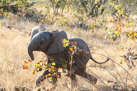 elephant-baby-playing