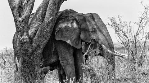 elephant-under-tree-black-and-white-photograph