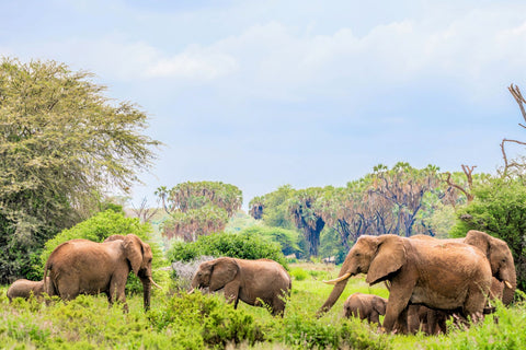 elephant family in the wilderness_Photo by Photos By Beks on Unsplash