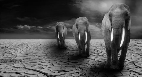 elephants-in-drought_Image by Christine Sponchia from Pixabay 