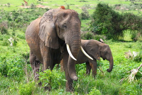elephants in Africa grazing - Photo by Filip Olsok from Pexels