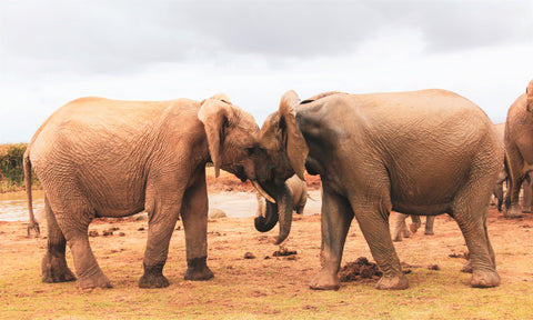 elephants meeting after a long time apart_Photo by Glen Carrie on Unsplash