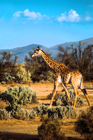 graceful-giraffe-walking-in-africa