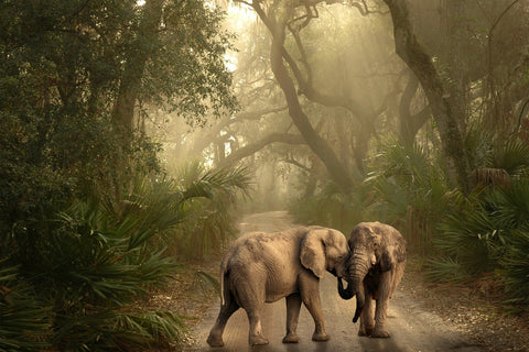 two elephants close in the wild