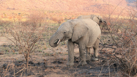 travelling elephant_Photo by Arshad & Zaheda on Unsplash