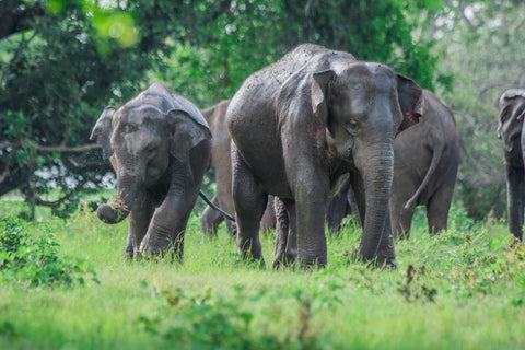 Asian Elephants feeding in a sanctuary -- Photo by Udara Karunarathna