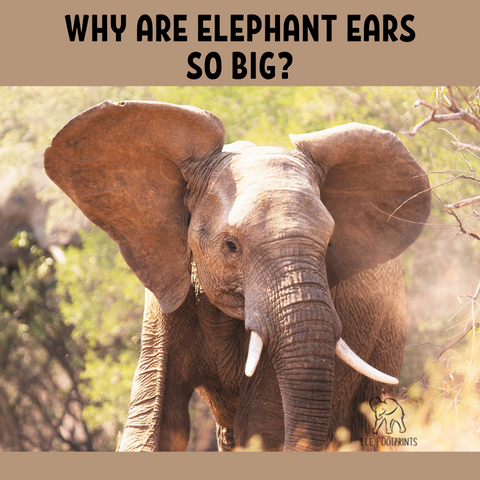 why are elephant ears so big_elefootprints blog