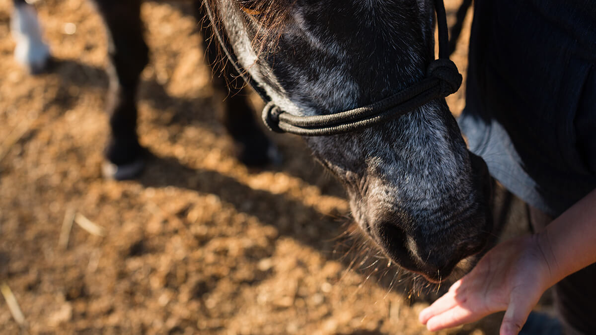 equine supplements