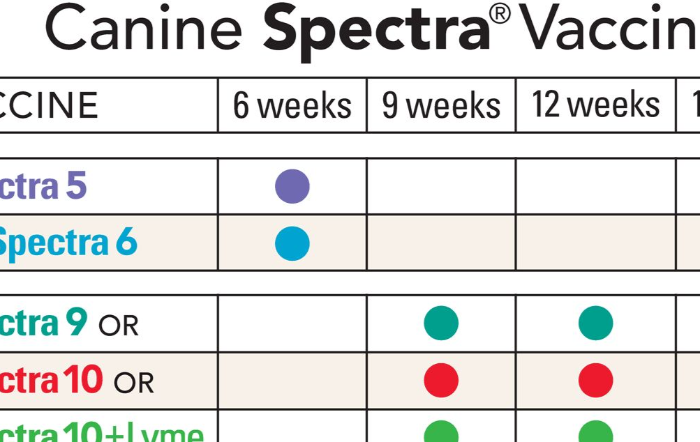 Spectra 10 Vaccine Schedule | ubicaciondepersonas.cdmx.gob.mx