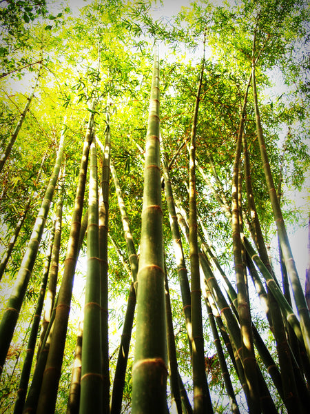 Bamboo Area Rugs Are Made With Real Bamboo