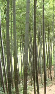 Wild Bamboo Stalks