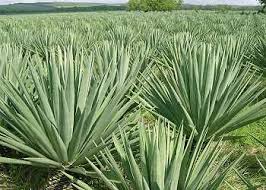 Sisal Plants