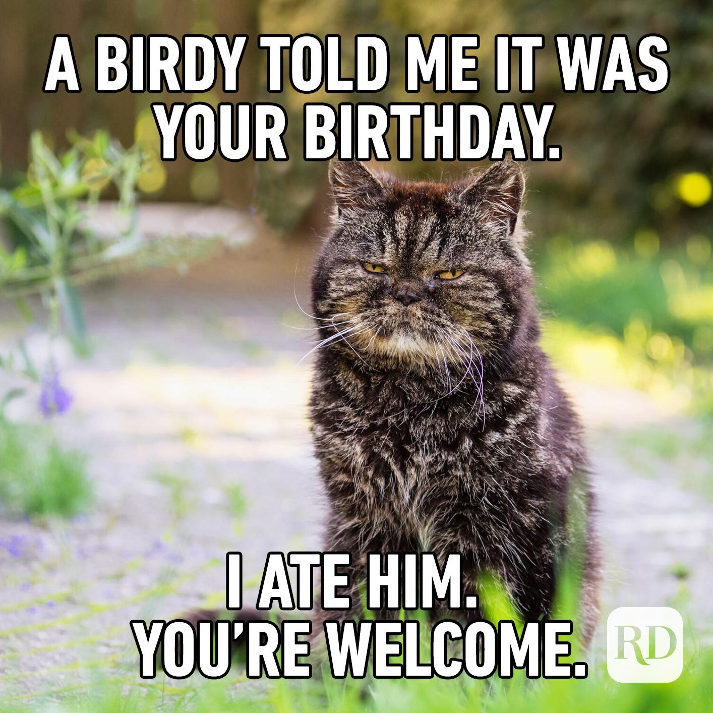 cat birthday meme