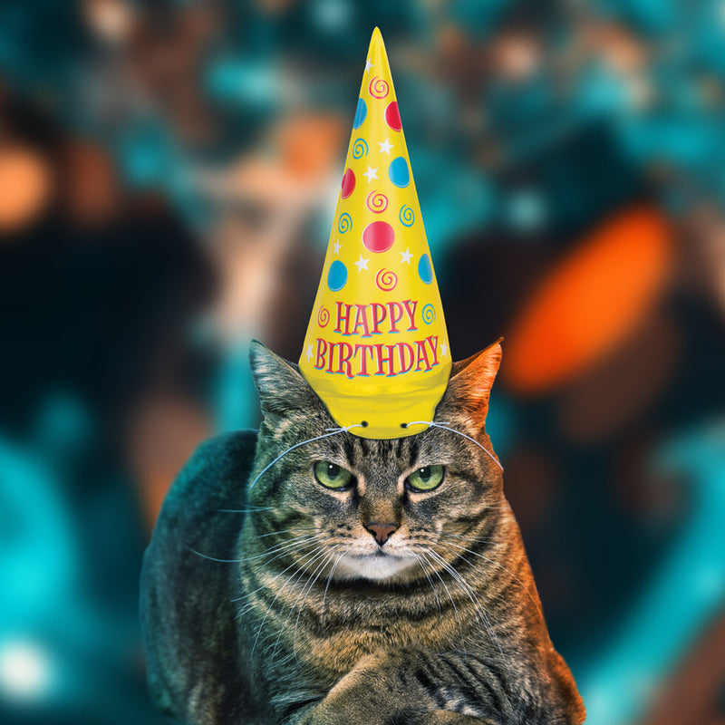 Cat Party Hat | FIREBOX®