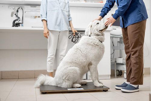 How to Weigh Your Dog at Home, Marsden Weighing