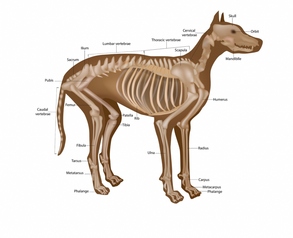 How Many Legs Does a Dog Have? Canine Anatomy Explained – Dogster