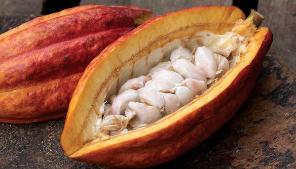 cacao cut in half showing its white meat close up view