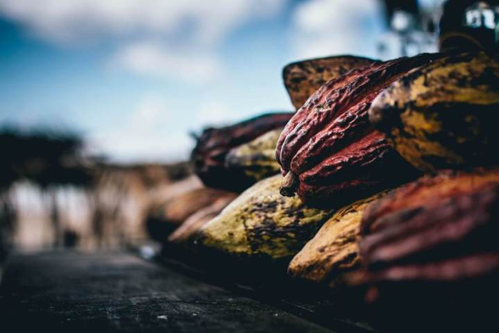 harvested cacao in a pile blurred background