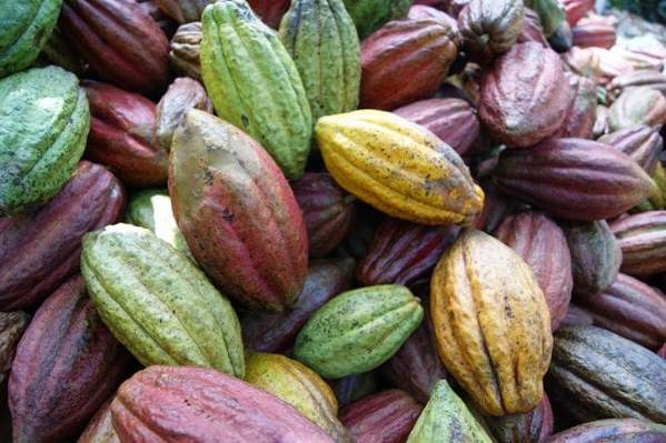 many pieces of cacao of varying ripeness based on color