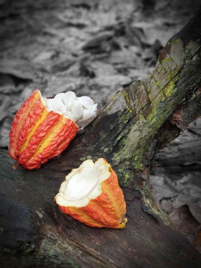 cacao cut open in half with seeds placed on tree bark