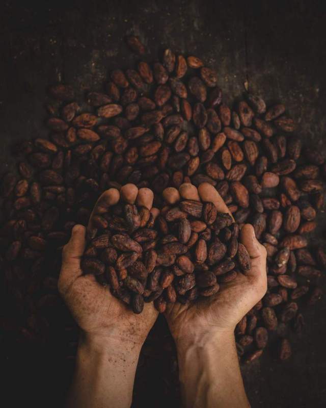 hand holding toasted cacao seeds top view