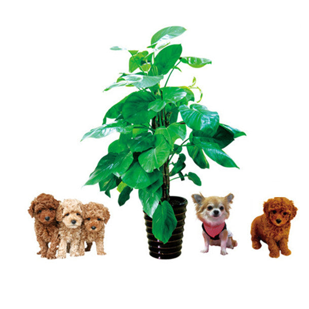 ウォールステッカー 犬 壁紙シール ウォール ステッカー 鉢植え 大きサイズウォールスタッカー 動物 ラブリーペット犬グリーン葉植物壁デカー Takarafune