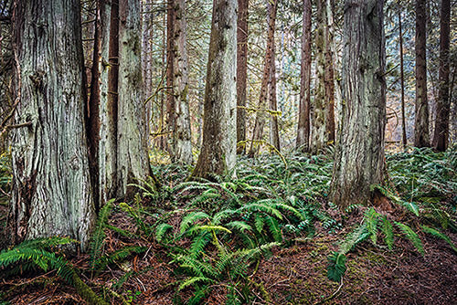 Western Red Cedar Forest