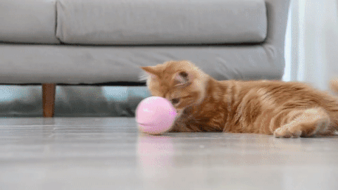 Automatic Rolling Ball Cat Toys – BRANDNMART