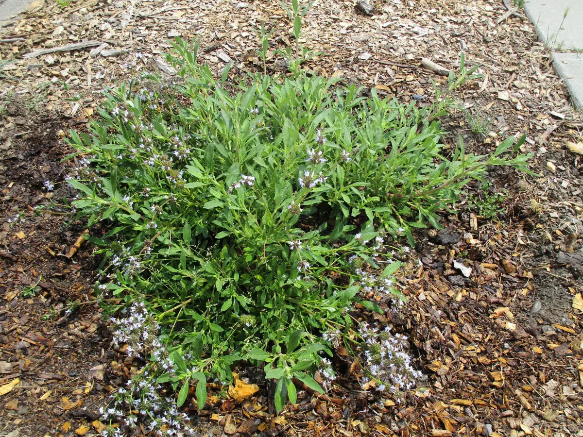 Jade Carpet Black Sage, 'Salvia mellifera' '