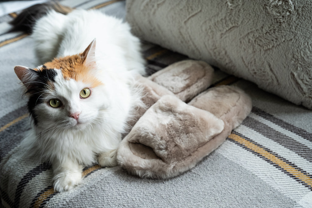 Cat sitting on a pair of furry sheepskin slipper sandals