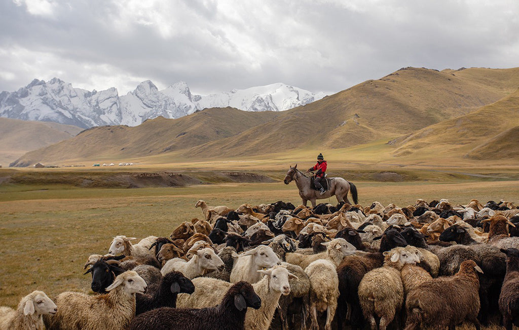 Kyrgyzstan Shepherd sheep herder