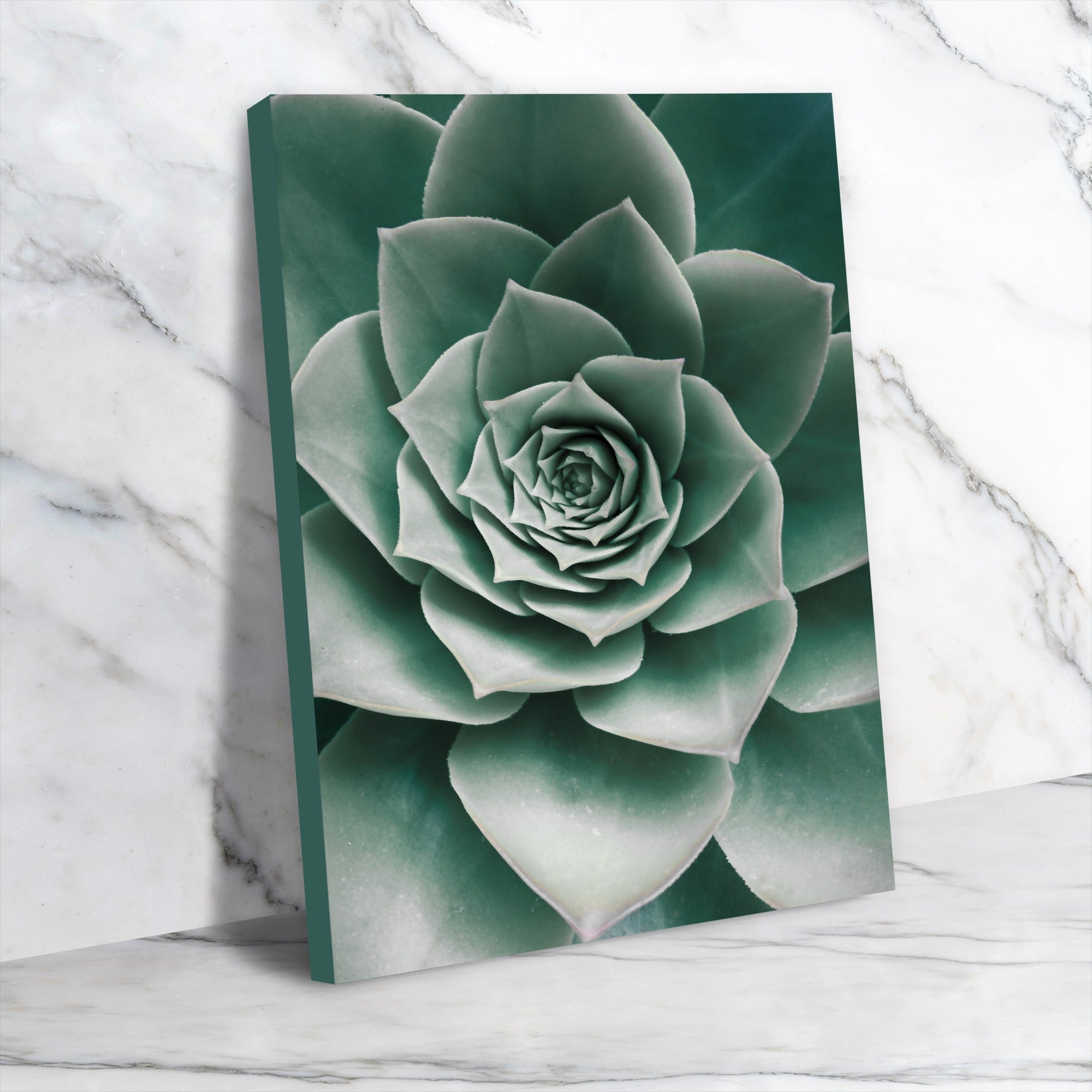 Closeup Succulent by Sisi And Seb - Wrapped Canvas - Americanflat
