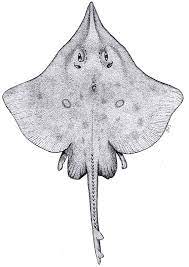 longnose skate