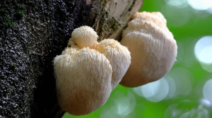 Was ist Lion's Mane und was sind seine potenziellen Vorteile