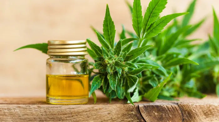 Factors to consider when choosing CBD Oil