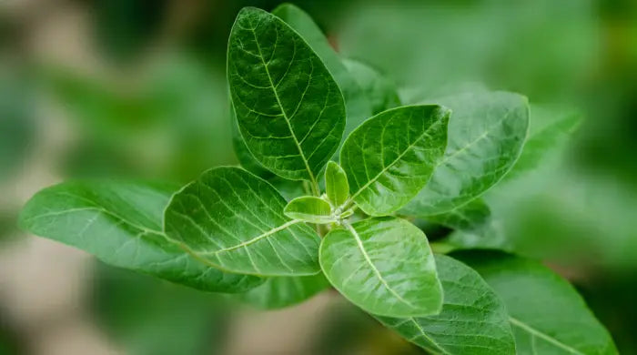 L'ashwagandha de Naturecan expliqué