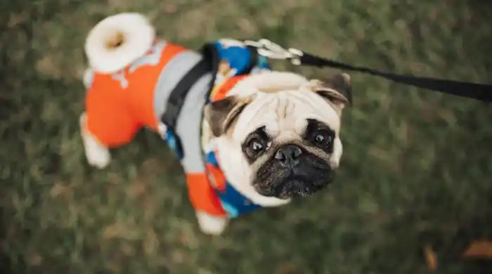 Perché il mio cane trema? Cause comuni e soluzioni