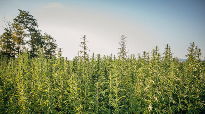 The benefits of sourcing CBD oil from hemp