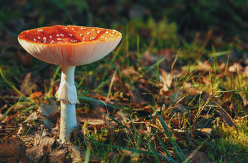 Chaga mushroom naturecan