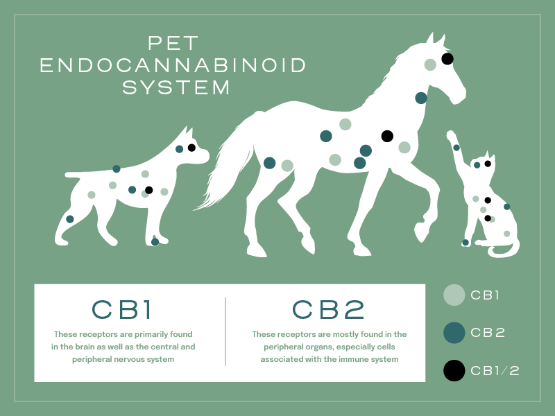 CBD- og CBDA-isolat til kæledyr: Hvad er fordelene?