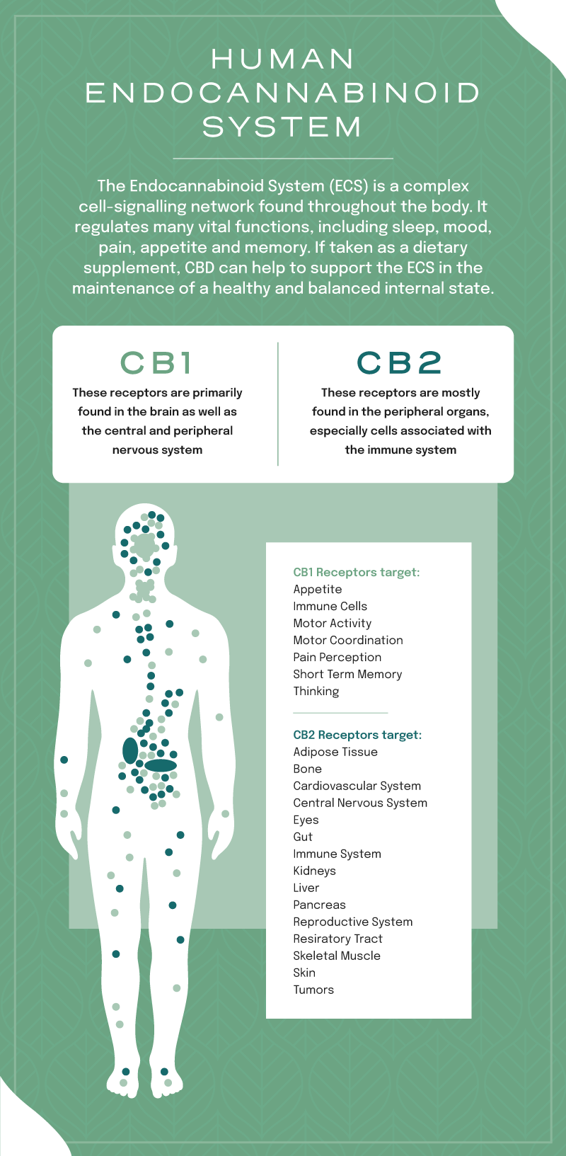 Hvad er endocannabinoid systemet?