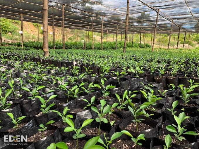 plantamos un arbol por cada pedido