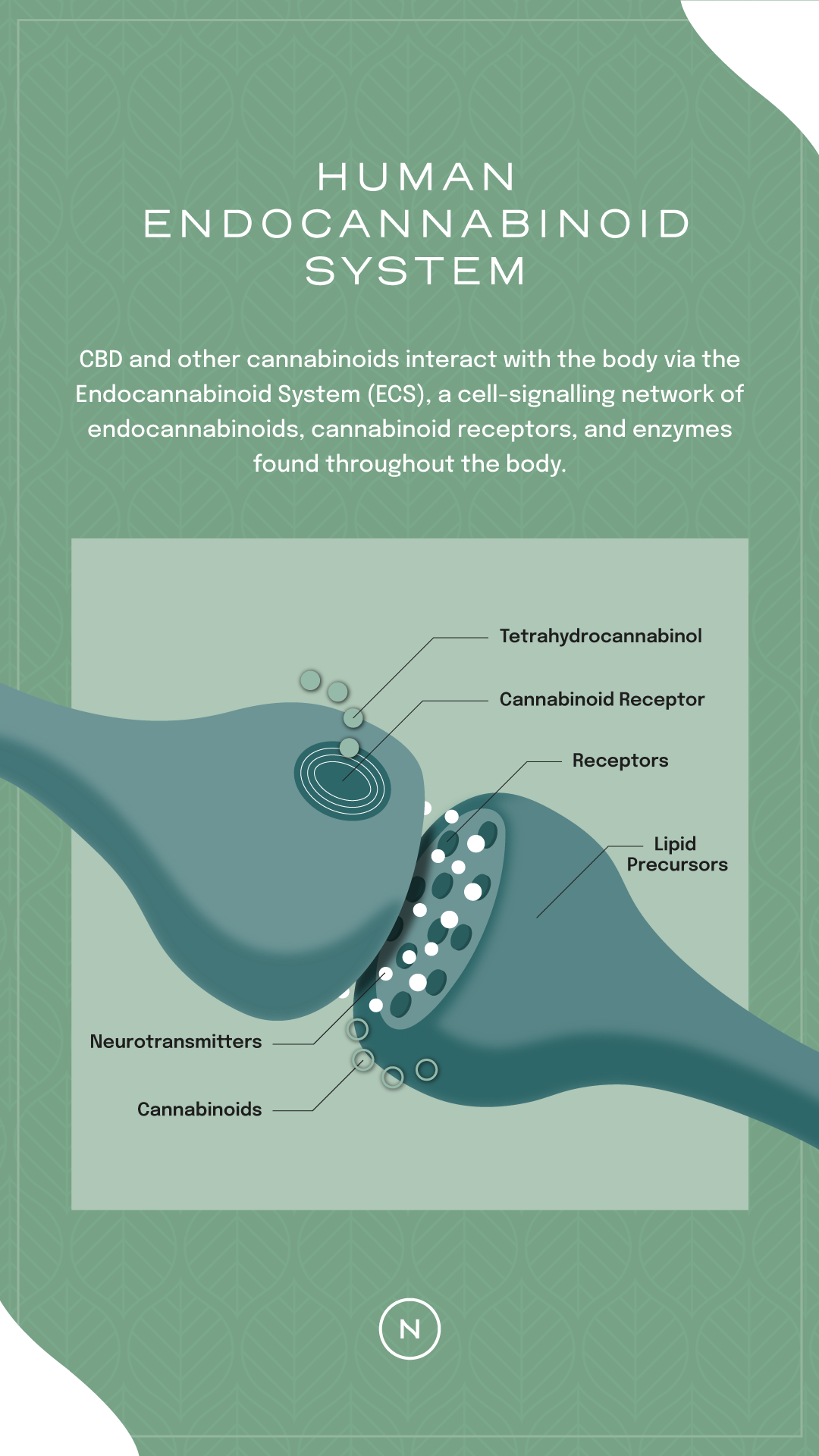 cannabinoïden systeem