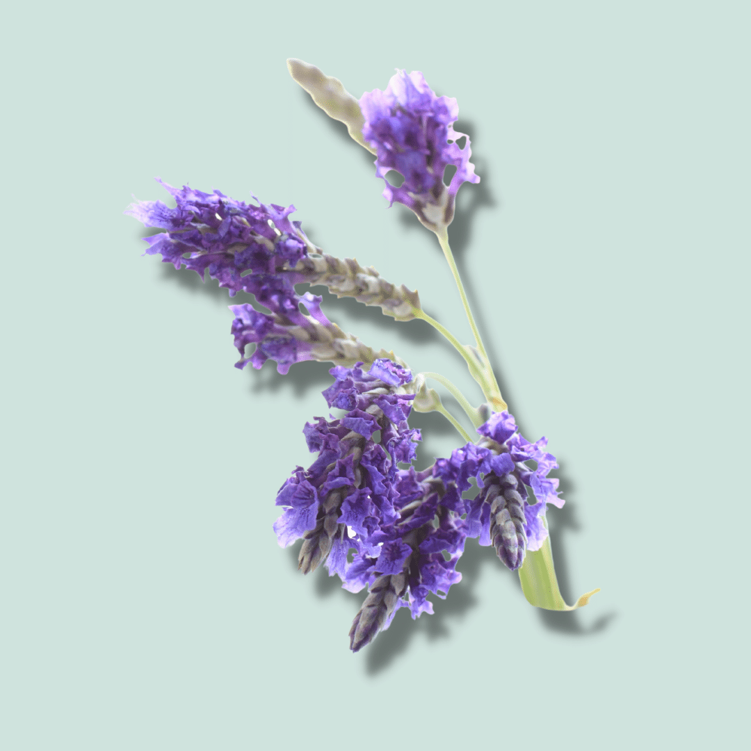 Naturecan Active Ingredients Lavender