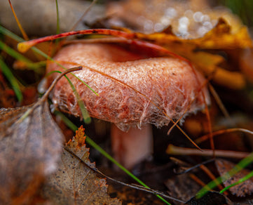 Lions mane mushroom naturecan