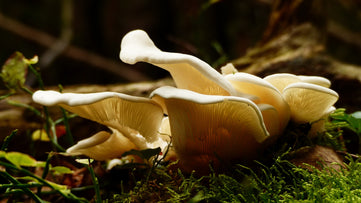 Maitake mushroom naturecan