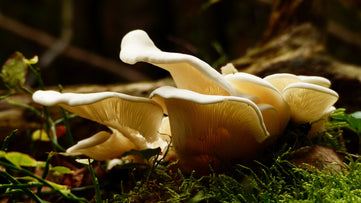 Champignon Maitake Naturecan