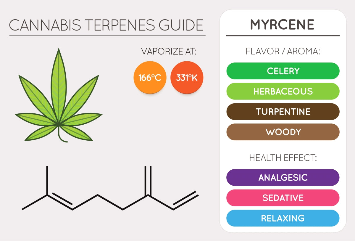 Guide til cannabis terpener - Myrcene